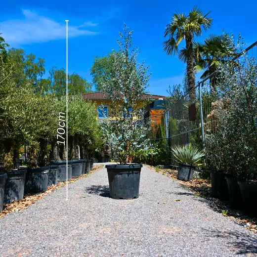 Eukalyptus