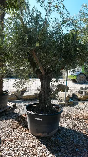 Olivenbaum