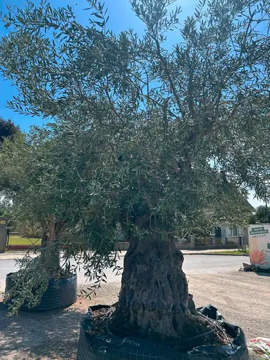 Olivenbaum